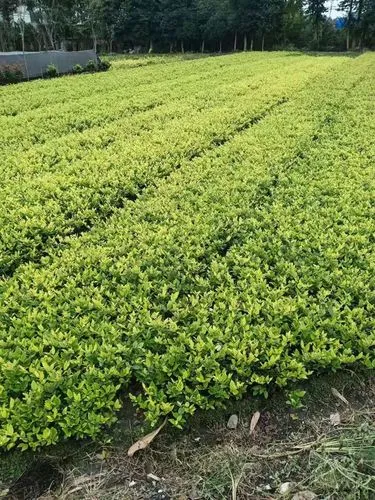 鎮海區門前庭院綠化工程